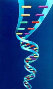DNA like >